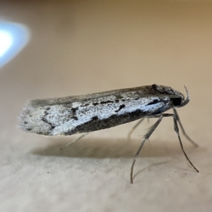 Philobota stella at Jerrabomberra, NSW - 21 Sep 2022