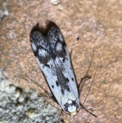 Philobota lysizona (A concealer moth) at Jerrabomberra, NSW - 21 Sep 2022 by SteveBorkowskis