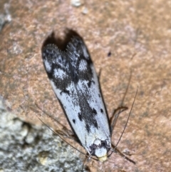 Philobota lysizona (A concealer moth) at Jerrabomberra, NSW - 21 Sep 2022 by Steve_Bok