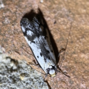 Philobota lysizona at Jerrabomberra, NSW - suppressed