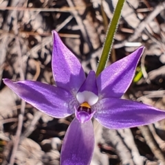 Glossodia major (Wax Lip Orchid) at Gundaroo, NSW - 19 Sep 2022 by Gunyijan