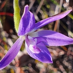 Glossodia major at Gundaroo, NSW - suppressed