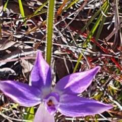 Glossodia major at Gundaroo, NSW - suppressed