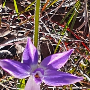 Glossodia major at Gundaroo, NSW - suppressed