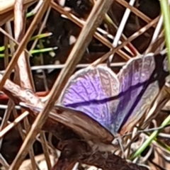 Unidentified Blue or Copper (Lycaenidae) at Gundaroo, NSW - 19 Sep 2022 by Gunyijan