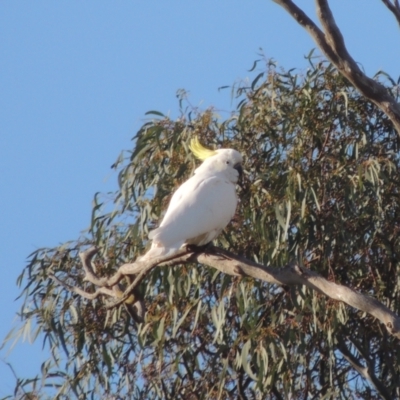 Cacatua galerita (Sulphur-crested Cockatoo) at Gungaderra Grasslands - 27 Aug 2022 by michaelb