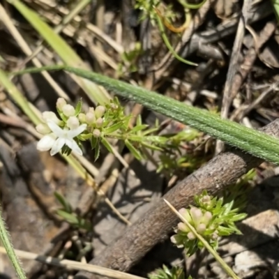 Asperula conferta (Common Woodruff) at Ainslie, ACT - 19 Sep 2022 by NedJohnston