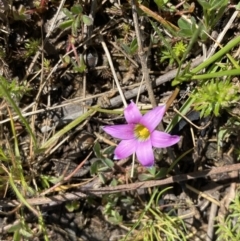 Romulea rosea var. australis (Onion Grass) at Hackett, ACT - 19 Sep 2022 by Ned_Johnston