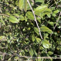 Cotoneaster pannosus (Cotoneaster) at Hackett, ACT - 19 Sep 2022 by NedJohnston