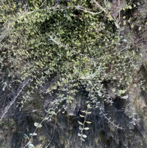 Cotoneaster pannosus at Hackett, ACT - 19 Sep 2022