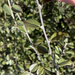 Cotoneaster pannosus at Hackett, ACT - 19 Sep 2022 01:46 PM