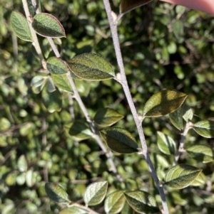 Cotoneaster pannosus at Hackett, ACT - 19 Sep 2022