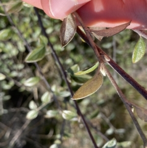 Cotoneaster pannosus at Hackett, ACT - 19 Sep 2022