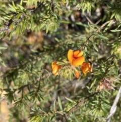 Pultenaea subspicata (Low Bush-pea) at Mount Majura - 19 Sep 2022 by Ned_Johnston