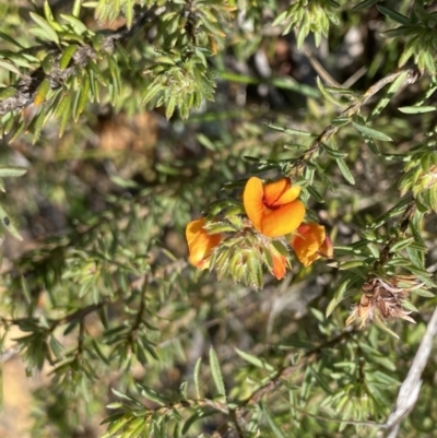 Pultenaea subspicata (Low Bush-pea) at Mount Majura - 19 Sep 2022 by Ned_Johnston