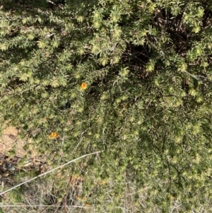 Pultenaea subspicata at Hackett, ACT - 19 Sep 2022