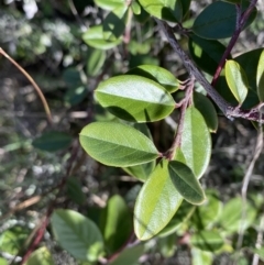 Cotoneaster pannosus (Cotoneaster) at Hackett, ACT - 19 Sep 2022 by NedJohnston