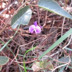 Hardenbergia violacea (False Sarsaparilla) at Hawker, ACT - 20 Sep 2022 by sangio7