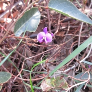 Hardenbergia violacea at Hawker, ACT - 20 Sep 2022