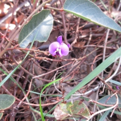 Hardenbergia violacea (False Sarsaparilla) at The Pinnacle - 19 Sep 2022 by sangio7