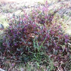 Hardenbergia violacea at Hawker, ACT - 20 Sep 2022