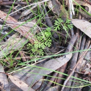 Daucus glochidiatus at Hawker, ACT - 20 Sep 2022