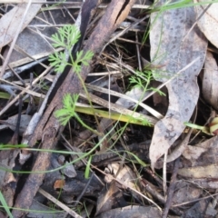 Daucus glochidiatus at Hawker, ACT - 20 Sep 2022