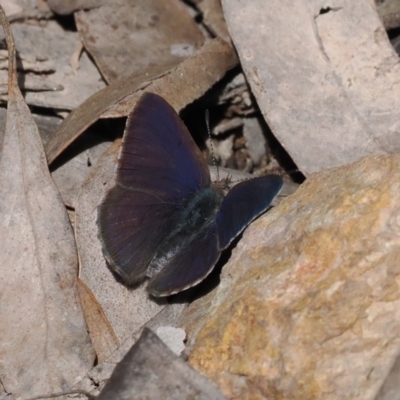 Erina hyacinthina (Varied Dusky-blue) at Bruce Ridge to Gossan Hill - 19 Sep 2022 by RAllen