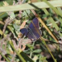 Erina hyacinthina at Bruce, ACT - 19 Sep 2022