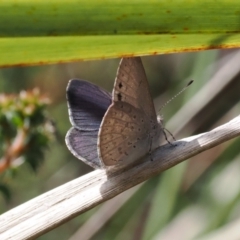 Erina hyacinthina at Bruce, ACT - 19 Sep 2022