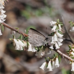 Erina hyacinthina at Bruce, ACT - 19 Sep 2022