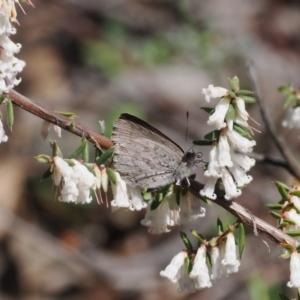 Erina hyacinthina at Bruce, ACT - 19 Sep 2022