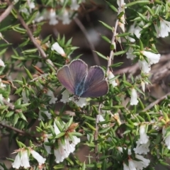 Erina hyacinthina at Bruce, ACT - 19 Sep 2022 10:33 AM