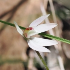 Caladenia fuscata (Dusky Fingers) at Bruce Ridge to Gossan Hill - 19 Sep 2022 by RAllen