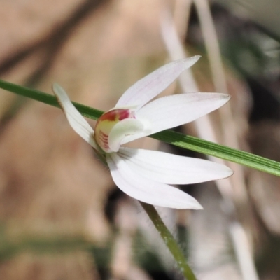 Caladenia fuscata (Dusky Fingers) at Bruce, ACT - 19 Sep 2022 by RAllen
