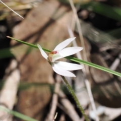 Caladenia fuscata at Bruce, ACT - suppressed