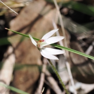 Caladenia fuscata at Bruce, ACT - suppressed