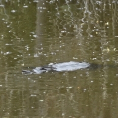 Ornithorhynchus anatinus (Platypus) at Fyshwick, ACT - 10 Oct 2021 by Waterwatch