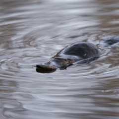 Ornithorhynchus anatinus (Platypus) at Braidwood, NSW - 14 Nov 2018 by Waterwatch