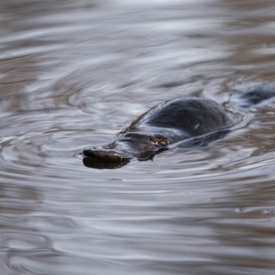 Ornithorhynchus anatinus (Platypus) at Braidwood, NSW - 14 Nov 2018 by Waterwatch