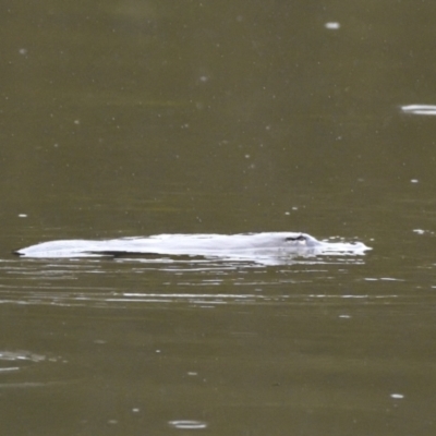 Ornithorhynchus anatinus (Platypus) at Paddys River, ACT - 23 Jul 2021 by Waterwatch