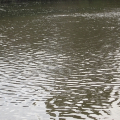 Ornithorhynchus anatinus (Platypus) at Paddys River, ACT - 25 Oct 2008 by Waterwatch