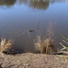 Hydromys chrysogaster (Rakali or Water Rat) at Queanbeyan-Palerang Regional Council - 30 Jul 2021 by Waterwatch