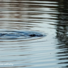 Ornithorhynchus anatinus (Platypus) at Queanbeyan-Palerang Regional Council - 22 Aug 2021 by Waterwatch