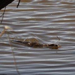 Hydromys chrysogaster (Rakali or Water Rat) at Fyshwick, ACT - 22 Sep 2021 by Waterwatch