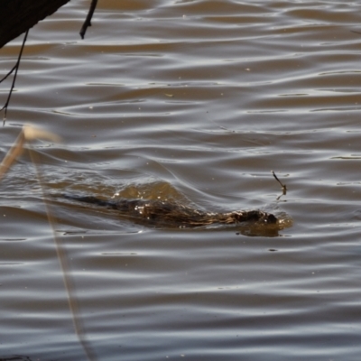 Hydromys chrysogaster (Rakali or Water Rat) at Fyshwick, ACT - 22 Sep 2021 by Waterwatch