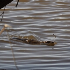 Hydromys chrysogaster (Rakali or Water Rat) at Jerrabomberra Wetlands - 22 Sep 2021 by Waterwatch