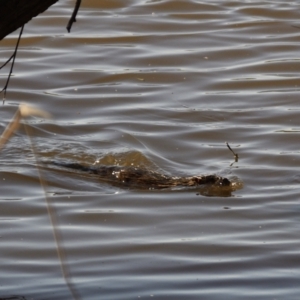 Hydromys chrysogaster at Jerrabomberra Wetlands - 22 Sep 2021