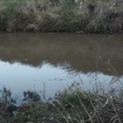 Ornithorhynchus anatinus (Platypus) at Cooma, NSW - 6 Sep 2021 by Waterwatch