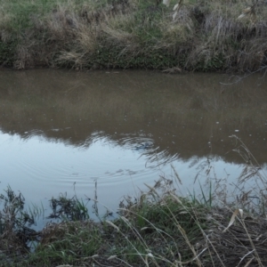 Ornithorhynchus anatinus at Cooma, NSW - 6 Sep 2021